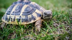 Koliko želv živi v naravi in doma